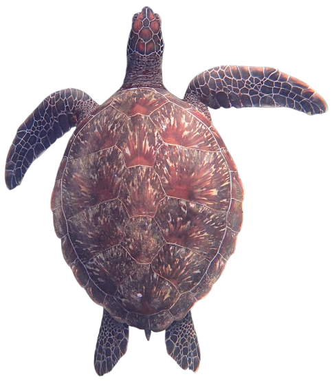 Sea Turtle