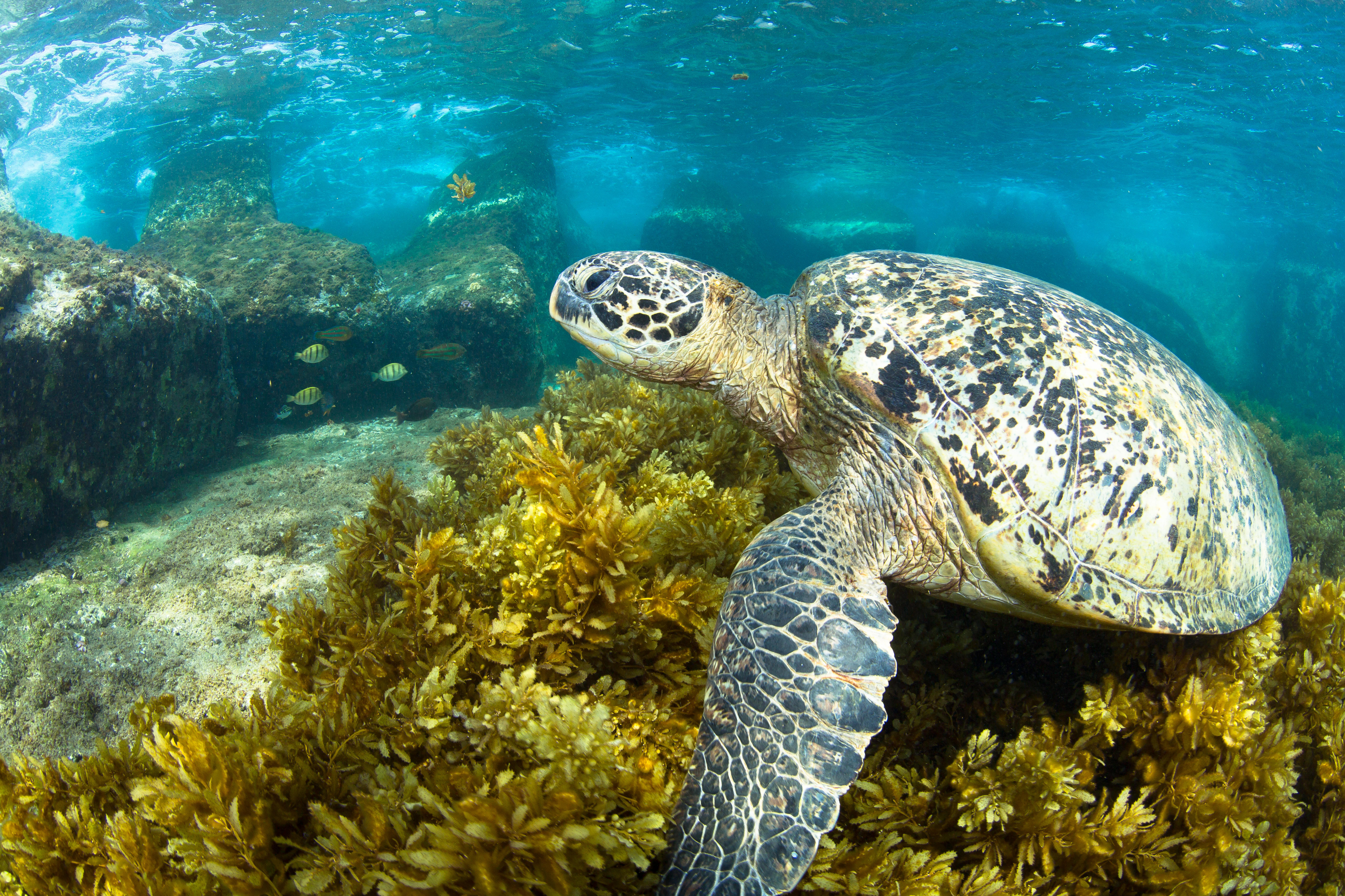 Sea Turtle Background